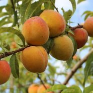 En SENA SOFIA Plus cursos del sector Agrícola