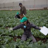 En el 2017 Cursos Agro en el SENA