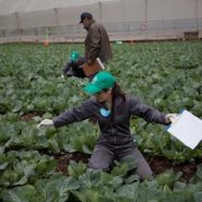 En el 2017 Cursos Agro en el SENA
